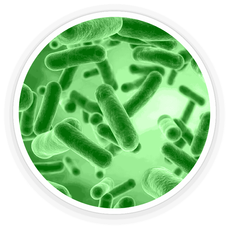 ingridient Bacillus Coagulans: used in making of product