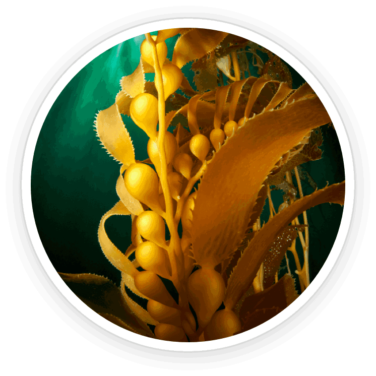 image shows plant from which kelp powder is made